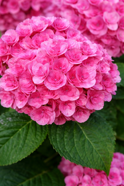 Hydrangea macrophylla You & Me® Love